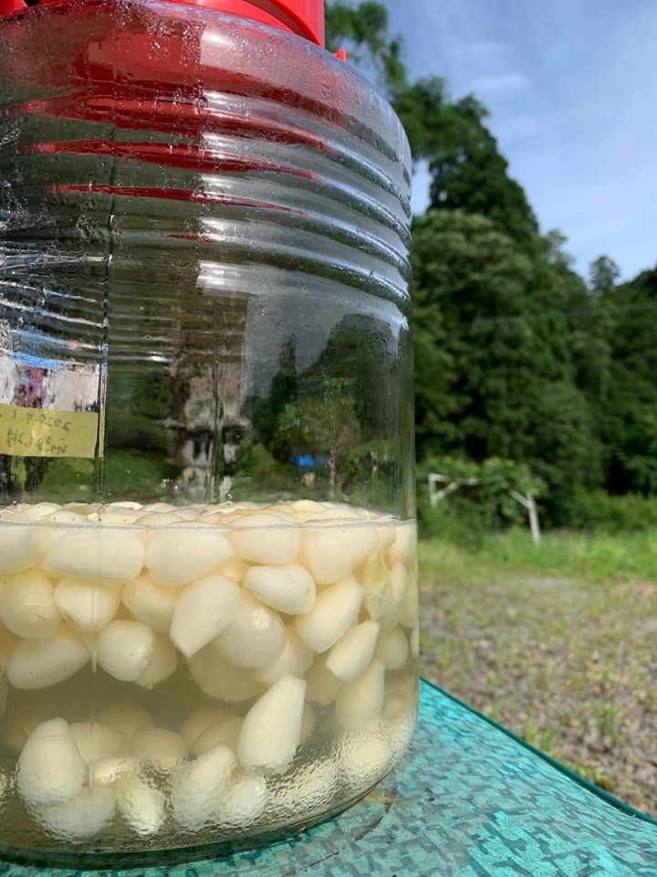 郡上の郷土発酵食お日様らっきょ漬け体験のアイキャッチ画像