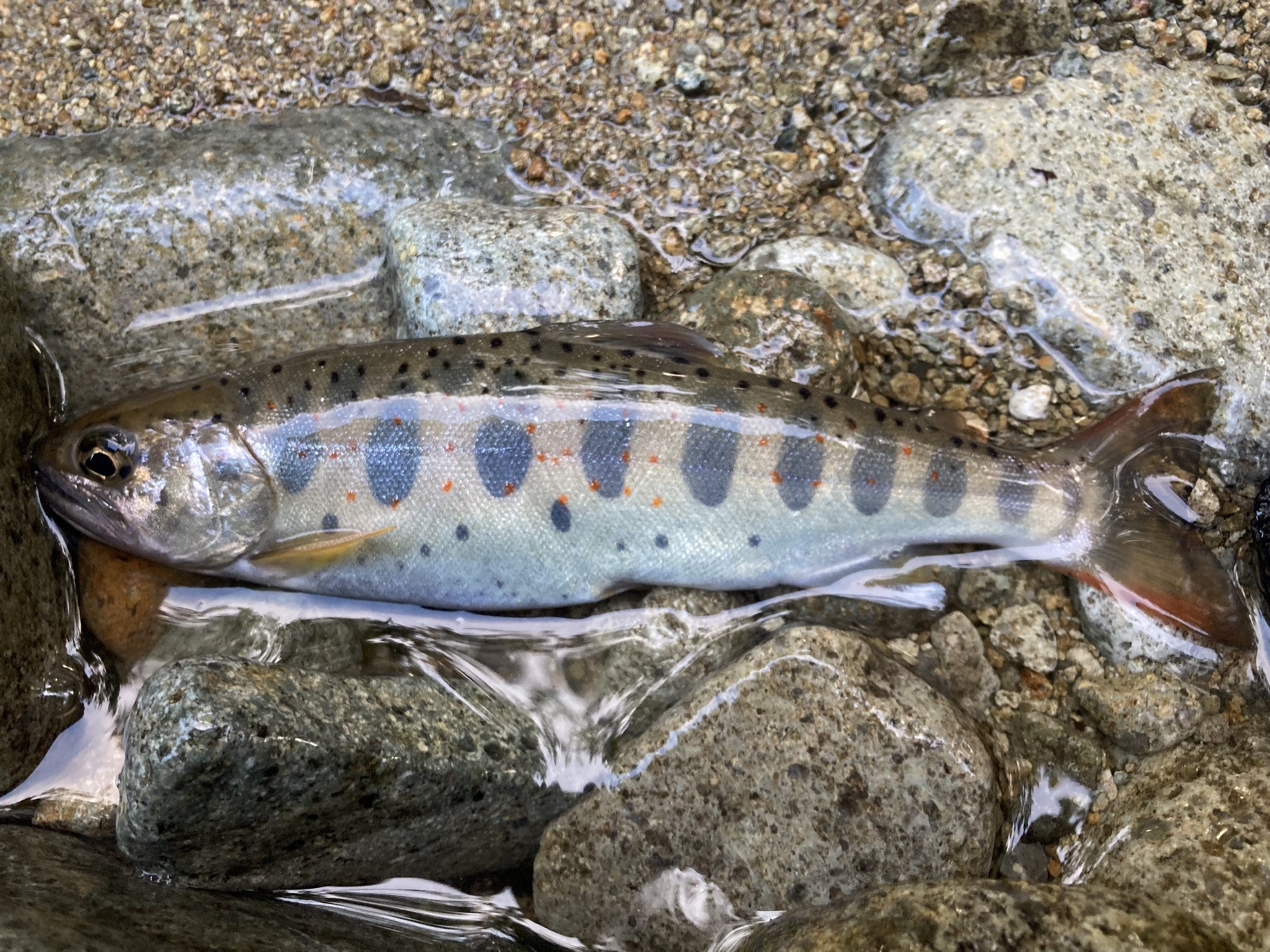 初夏を愉しむ渓流釣りキャンプのアイキャッチ画像