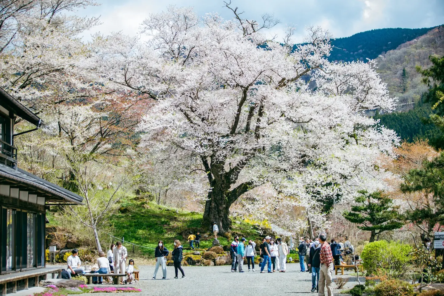 善勝寺桜 桜まつりのアイキャッチ画像