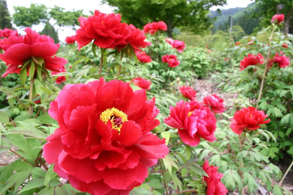 古今伝授の里フィールドミュージアム ぼたんまつりのアイキャッチ画像